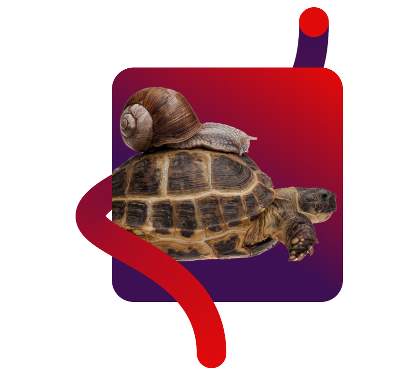 turtle (1)